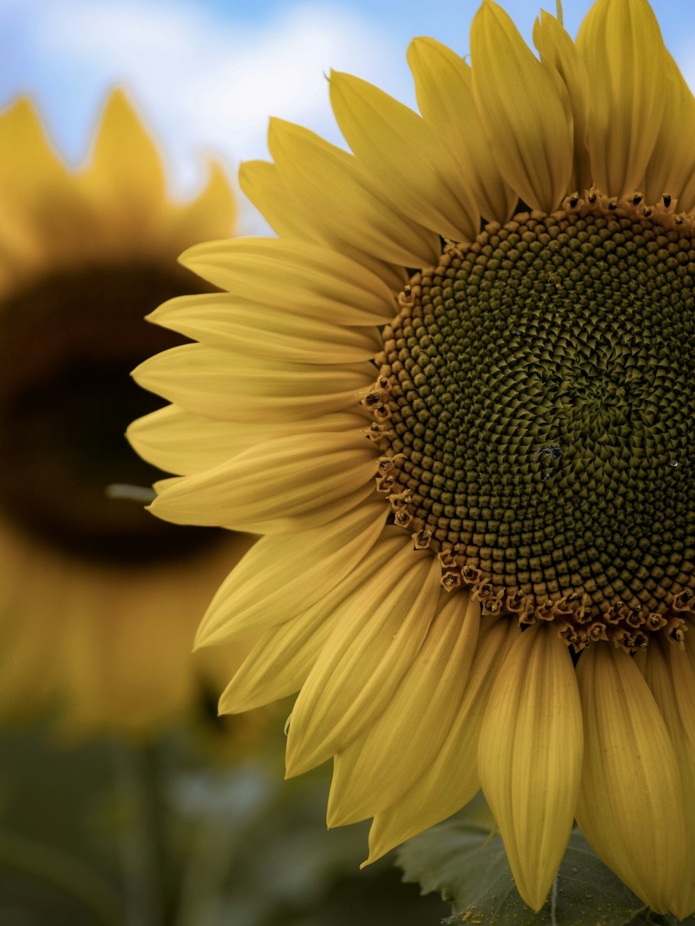 yellow sunflower