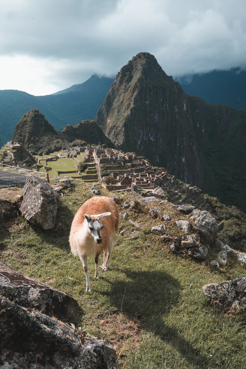 Earliest Americans specialized in megafauna hunting from Alaska to South America, analysis of 50 sites reveals