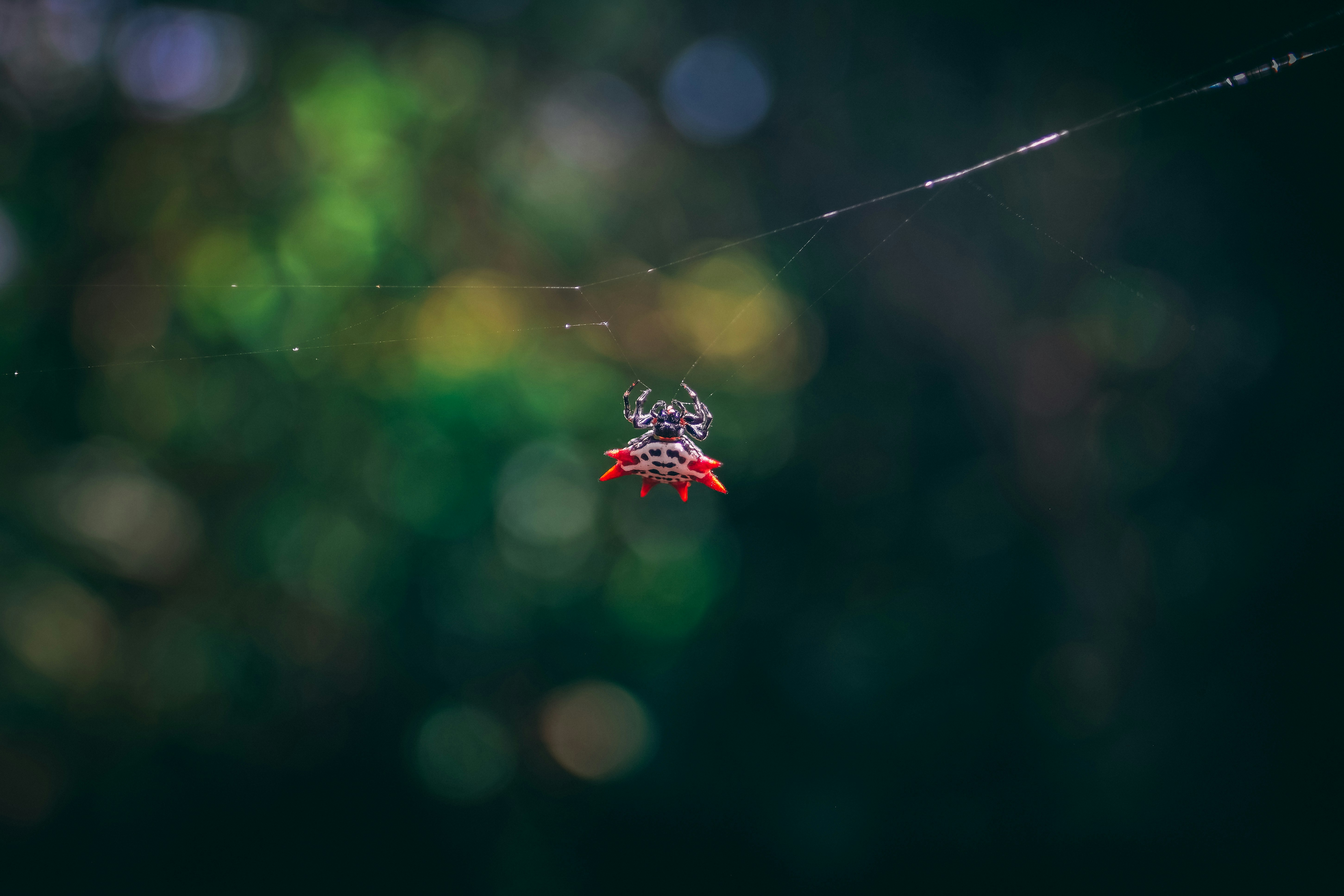focus photography of red and black spider, 