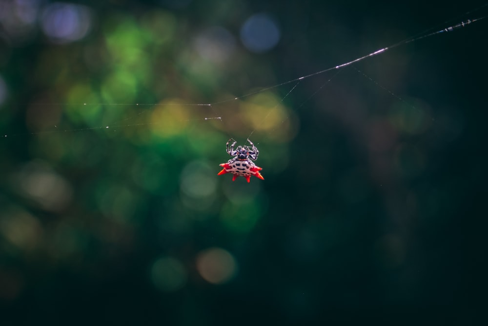 focus photography of red and black spider