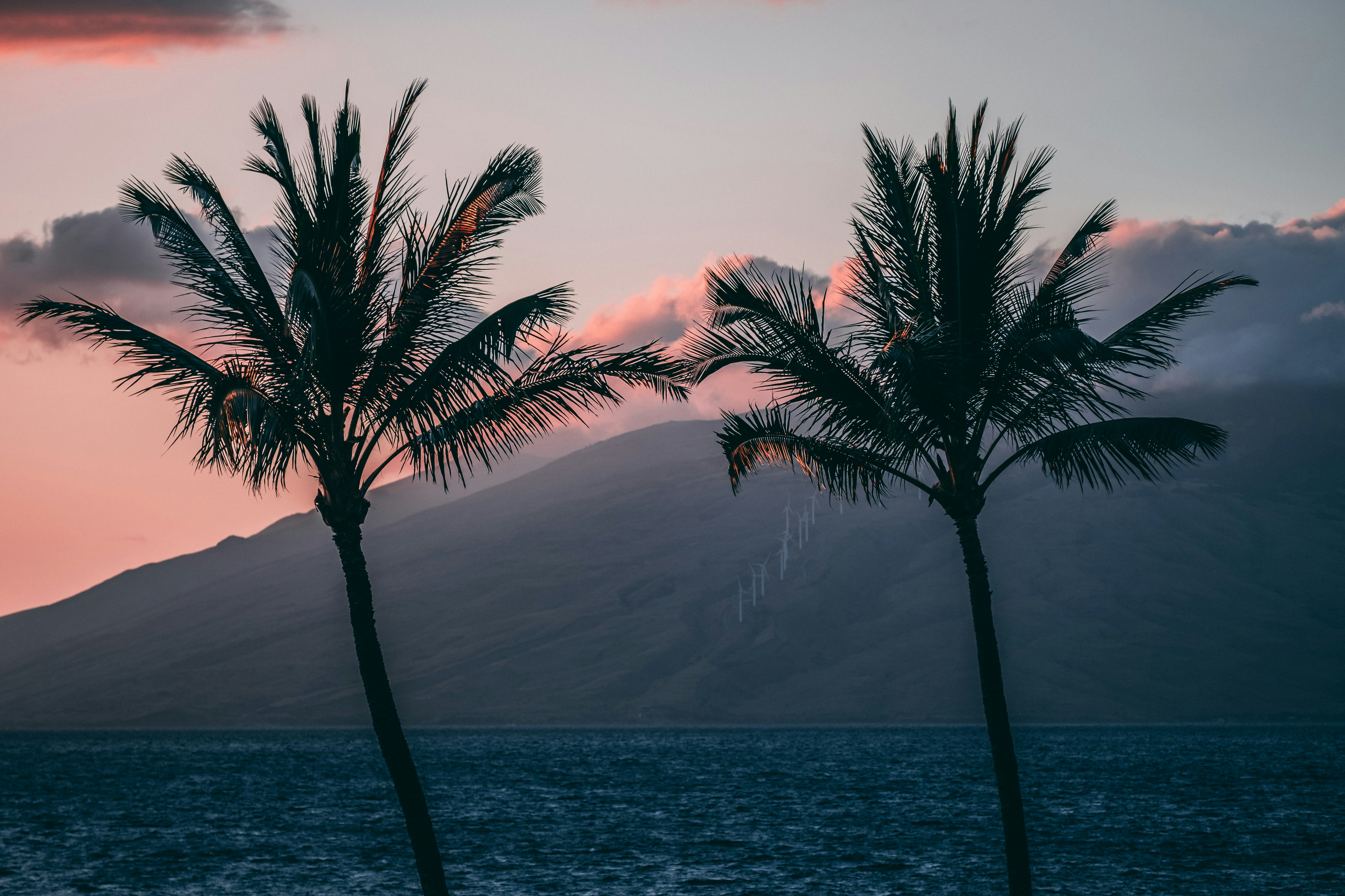 green trees on seashore