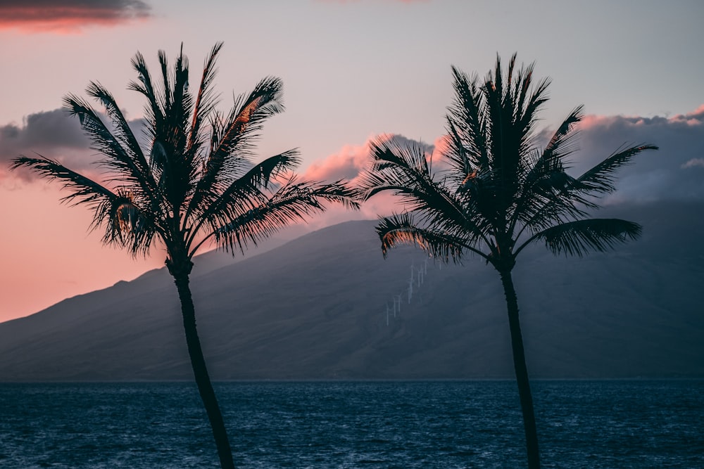 green trees on seashore