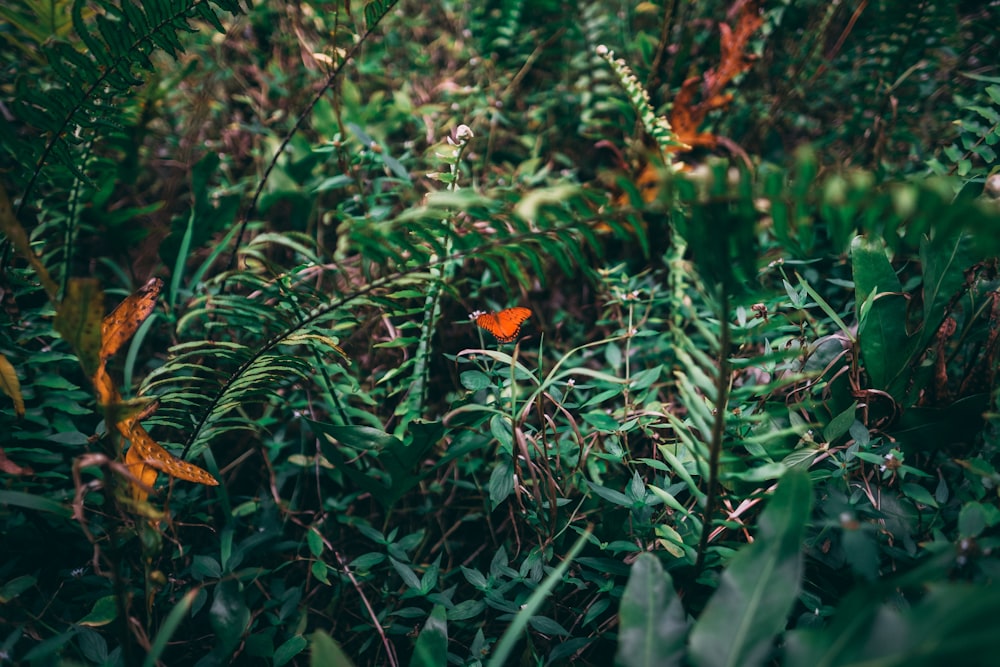 orange butterfly on plant