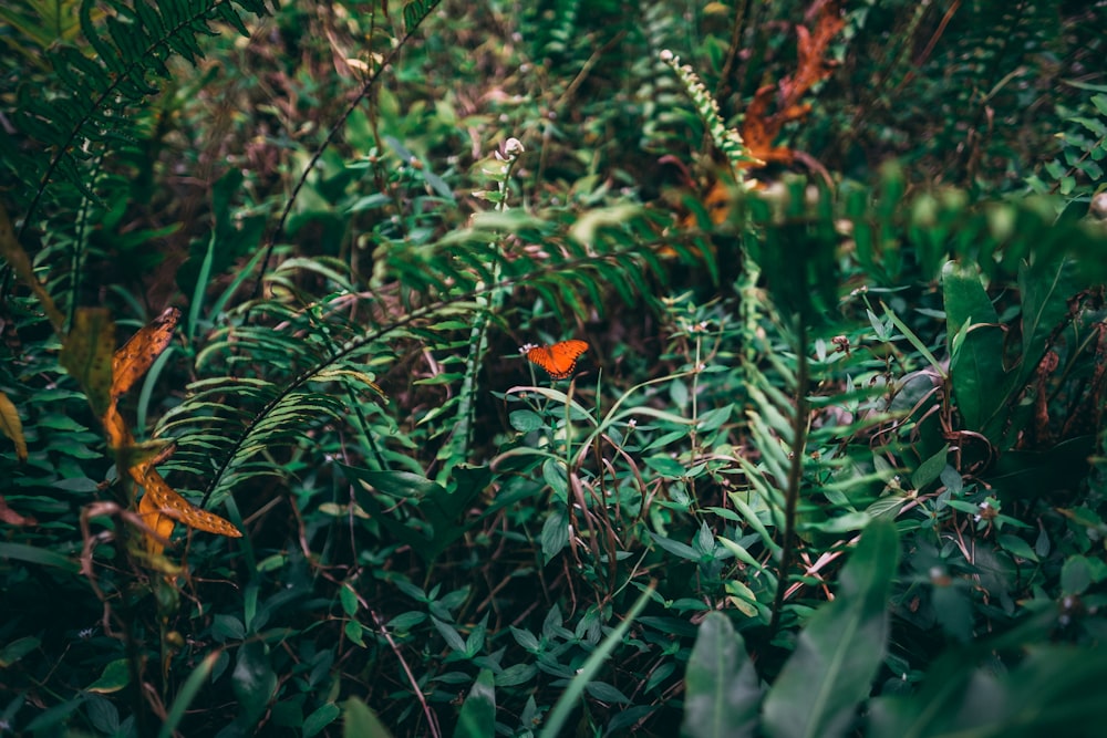 farfalla arancione su pianta