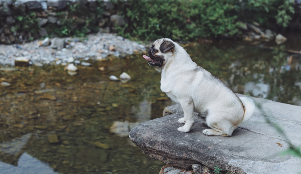 white fawn pug on gray stone