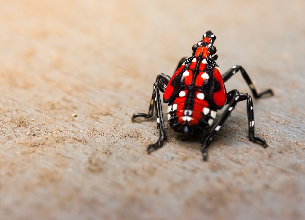 black and red bug
