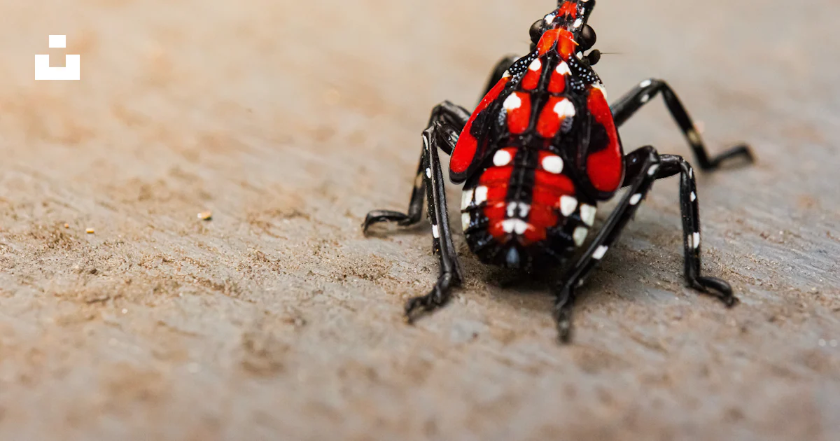Black and red bug photo – Free Animal Image on Unsplash