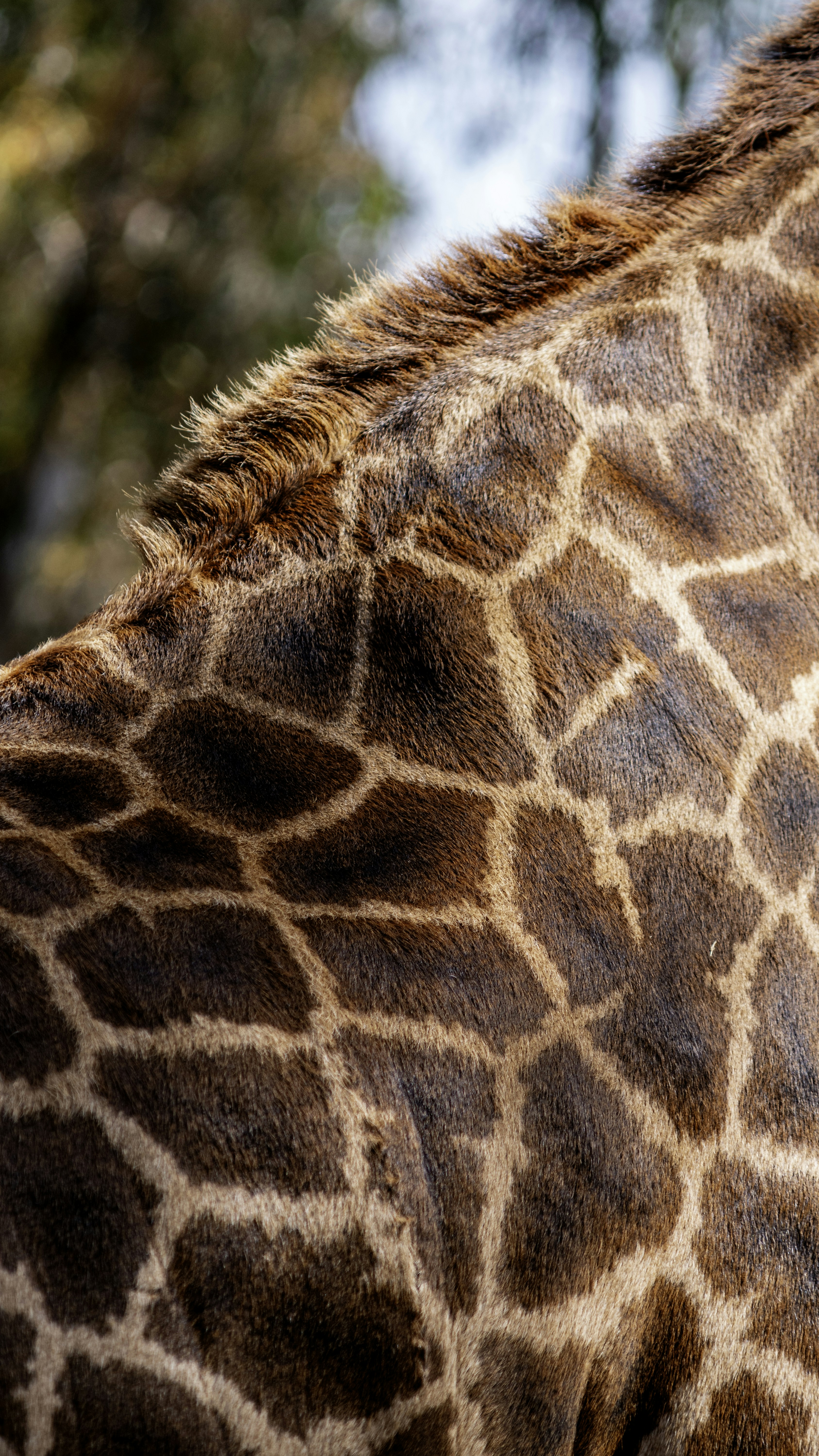 brown-giraffe-photo-free-san-diego-zoo-image-on-unsplash
