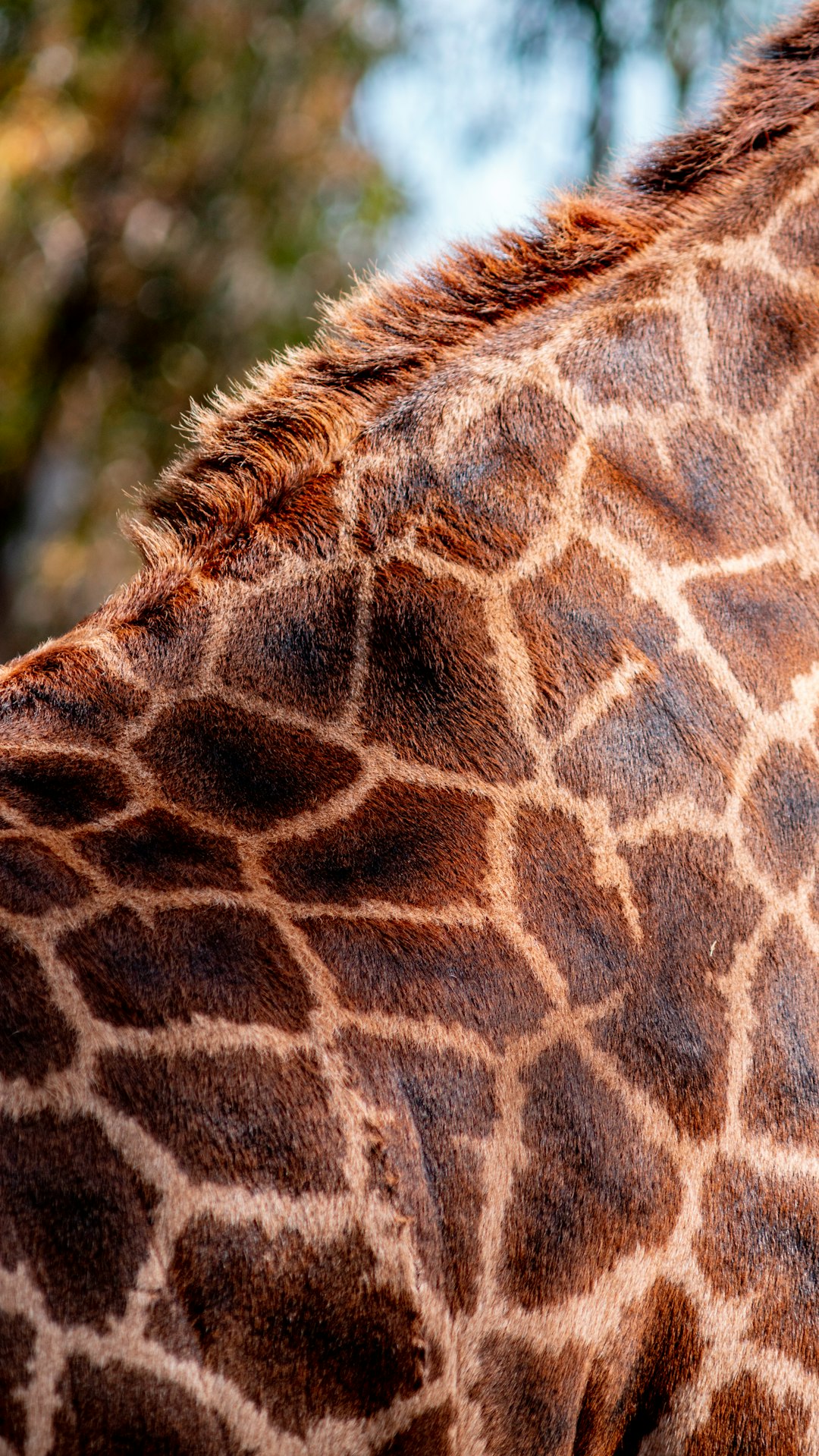 brown giraffe