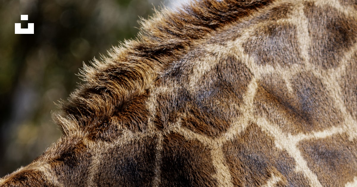 Brown Giraffe Photo Free San Diego Zoo Image On Unsplash brown-giraffe-photo-free-san-diego-zoo-image-on-unsplash