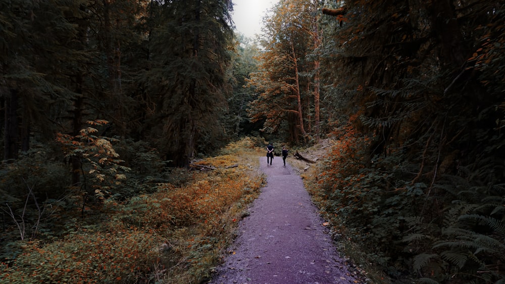 two people walking on road between trees