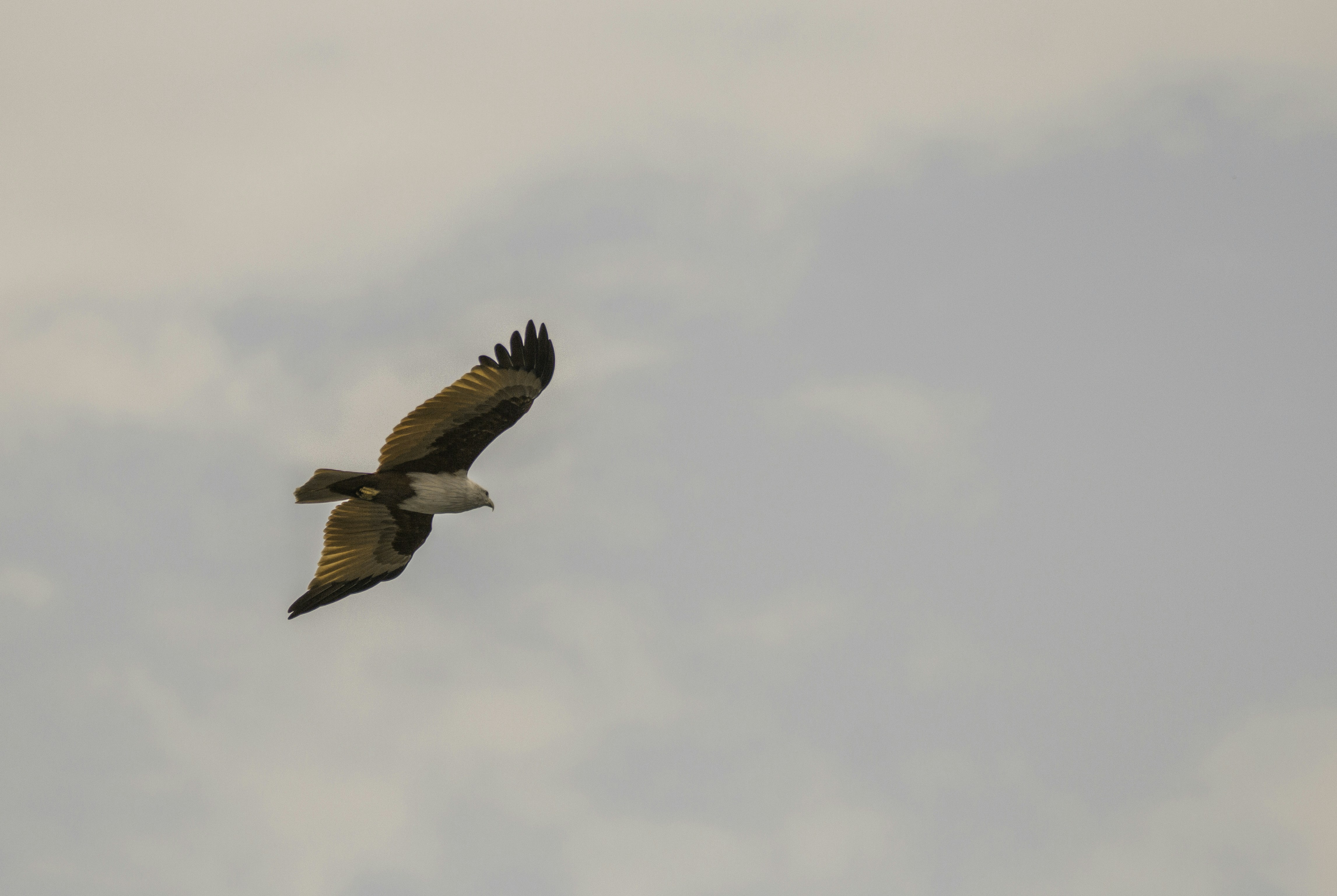 Brahminy Kite Eagle soaring in the sky