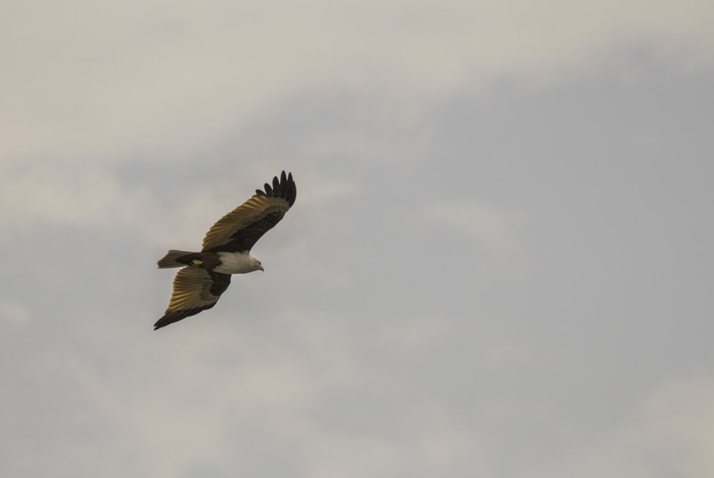 flying brown and white bird during daytime