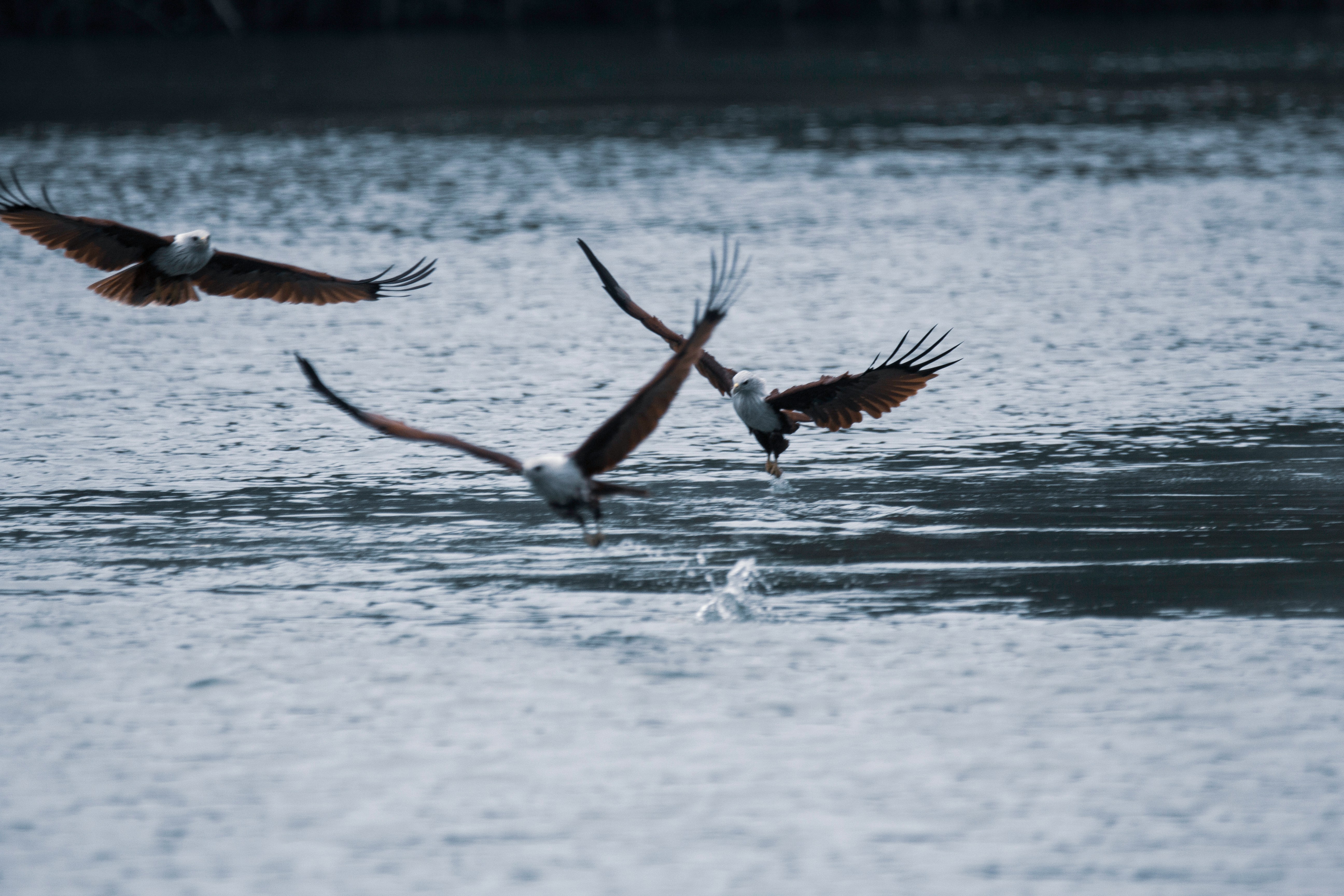 Talons Out, Feathers Ruffled: The Ruthless Waterfront Rivalry Between Fish Owls and Eagles
