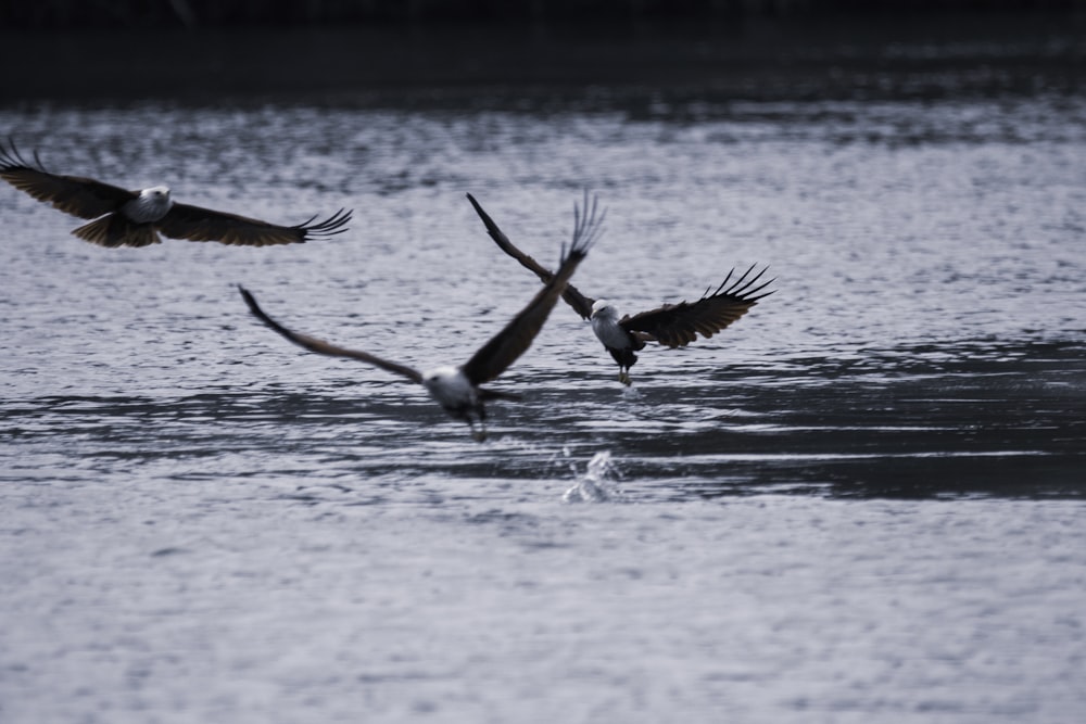 Selektive Fokusfotografie von Vögeln am Tag