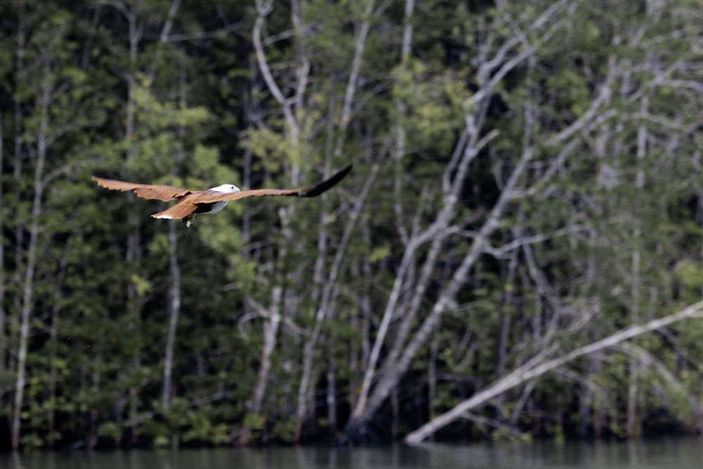 brown bird above calm body of water