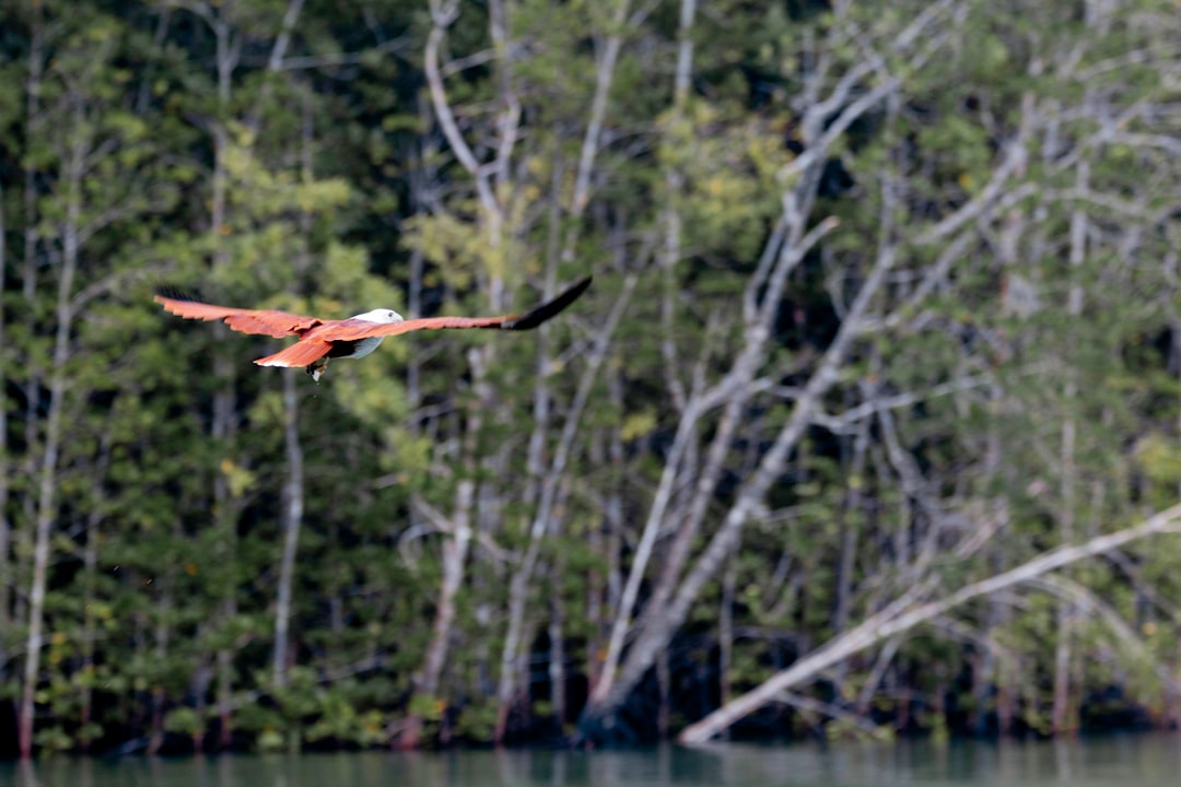 travelers stories about Nature reserve in Kilim Geoforest Park, Malaysia