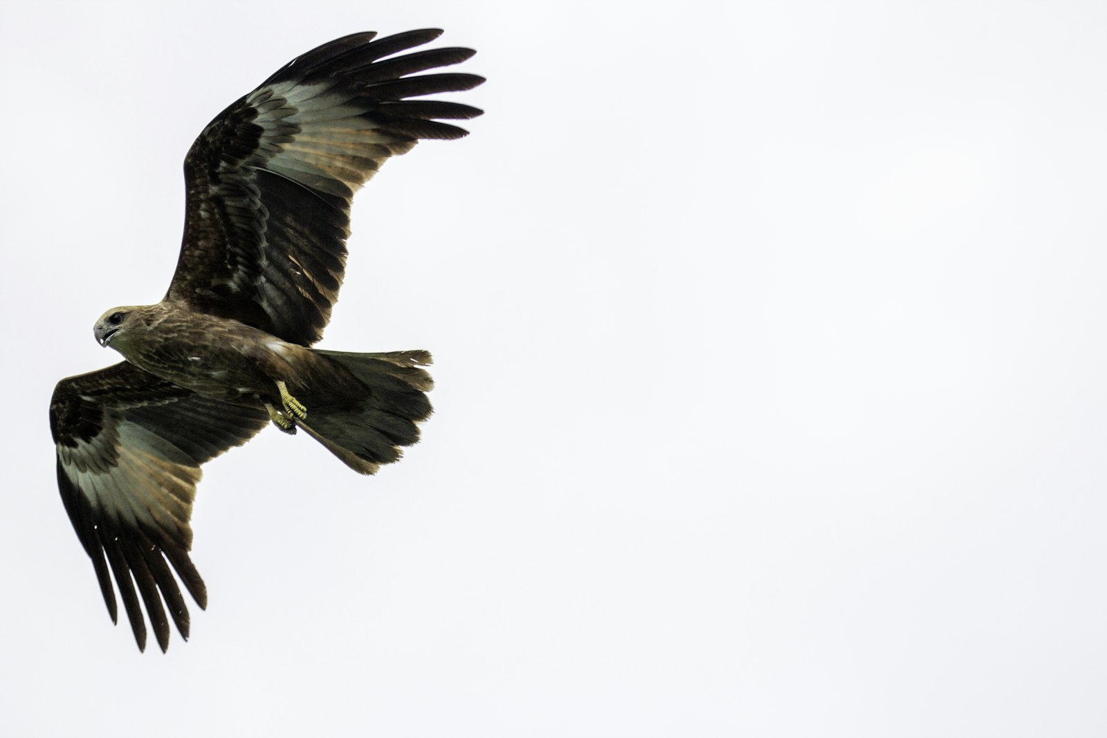 Sigma 70-200 F2.8 DG OS HSM | S sample photo. Black and brown eagle photography