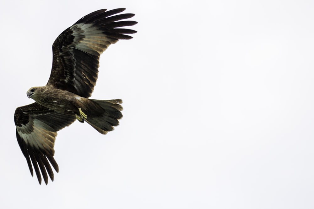 black and brown eagle flying on air