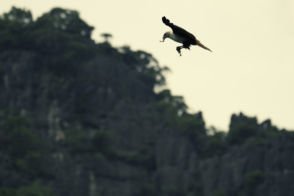 brown eagle above trees