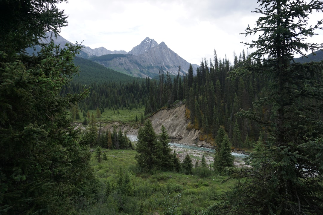 Tropical and subtropical coniferous forests photo spot Banff Kananaskis