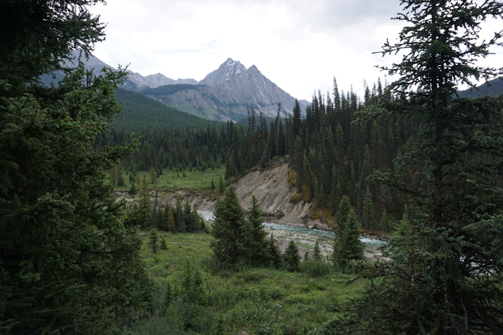 river surrounded by trees