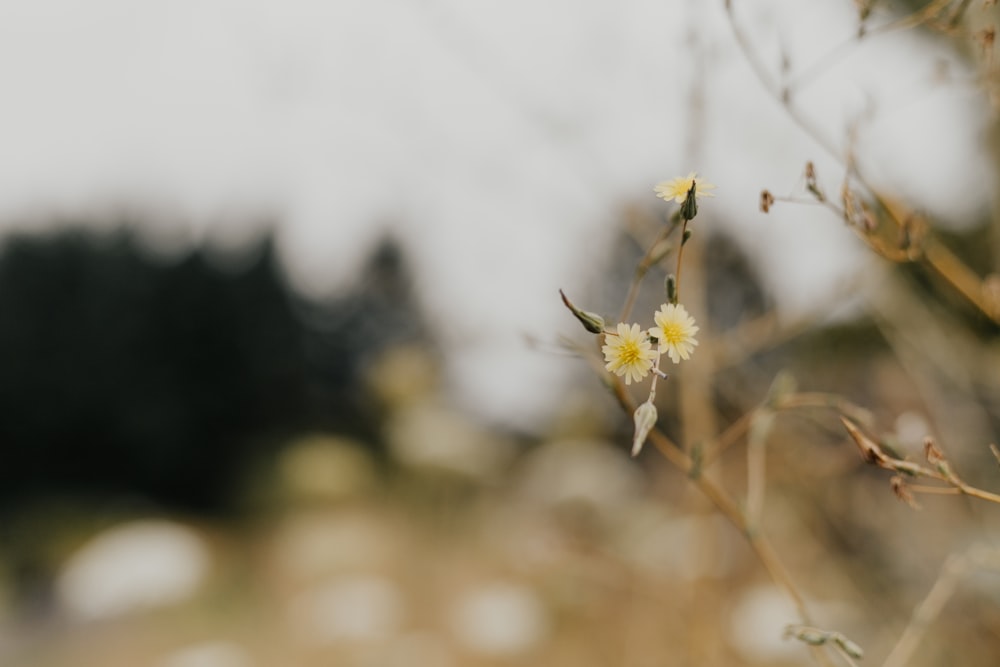 yellow petaled flowers in close-up photo