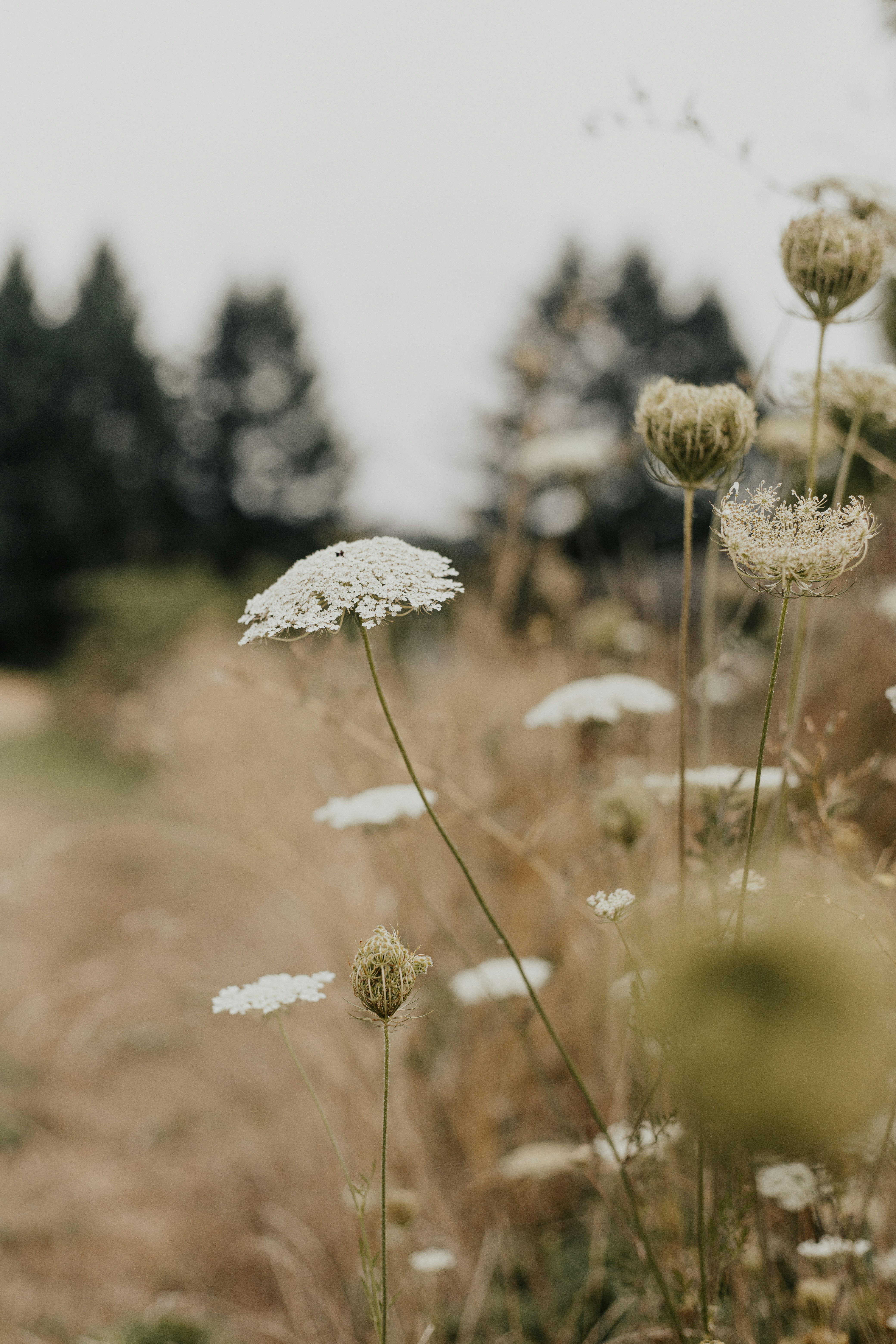 white petaled flowers
