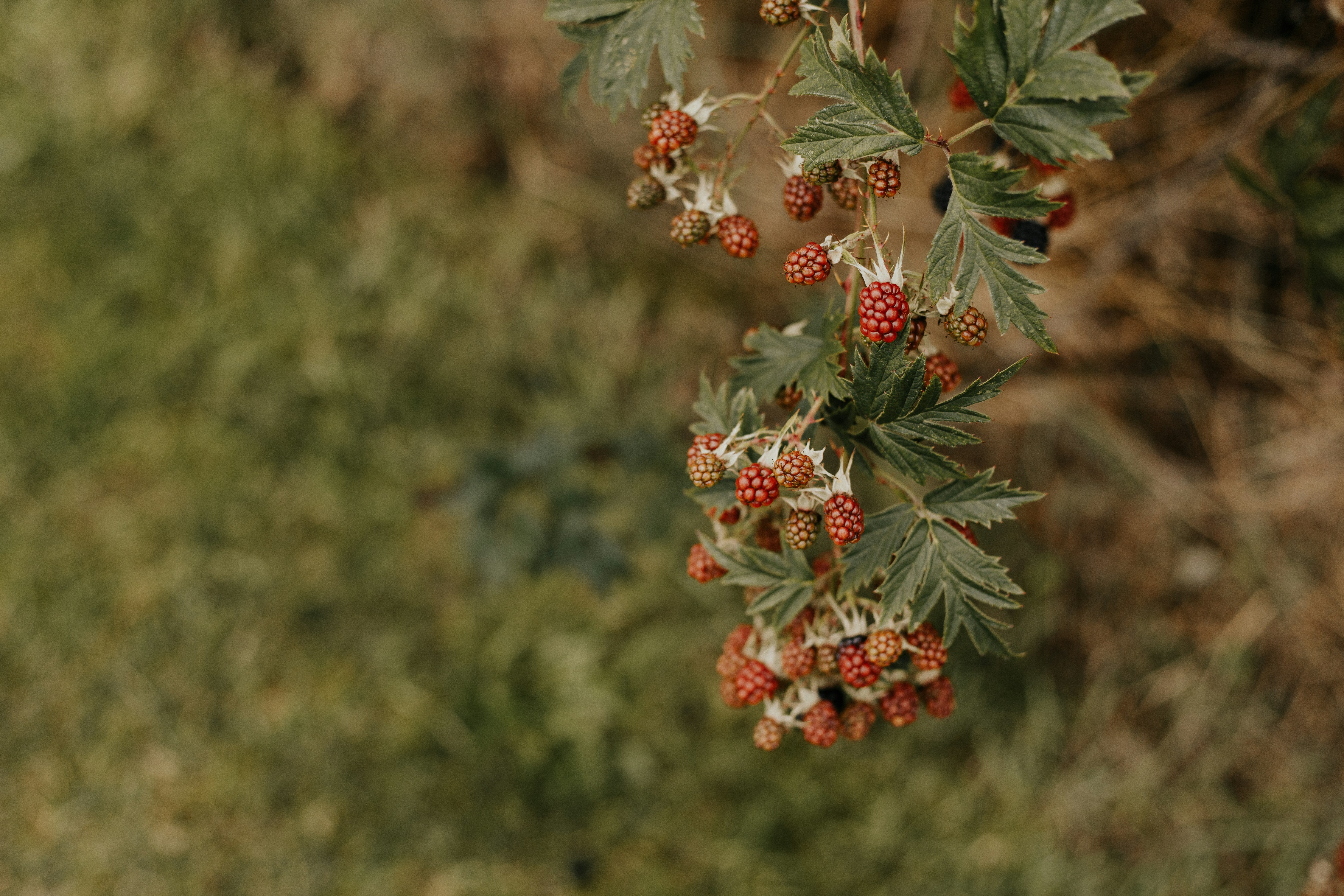 selective focus photography of round brown fruits