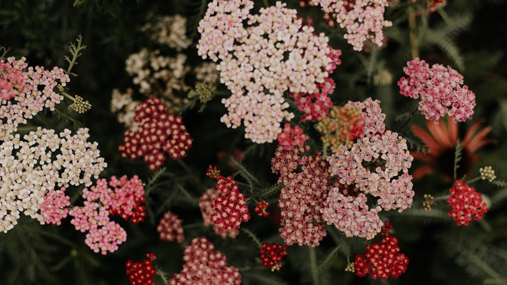 pink and white petaled flowers