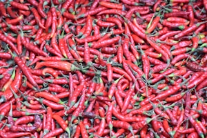 Spicy Red Chilies