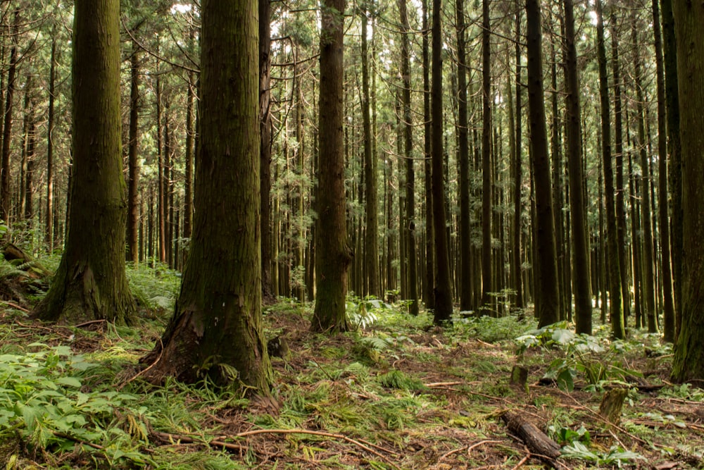 green leafed trees during daytime