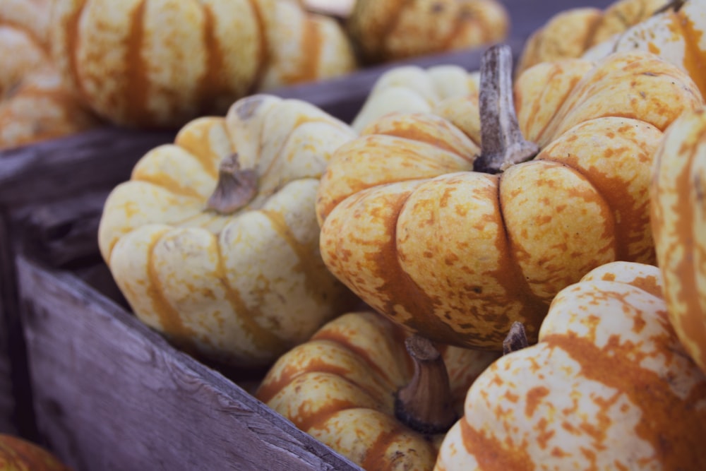 orange patty pan lot