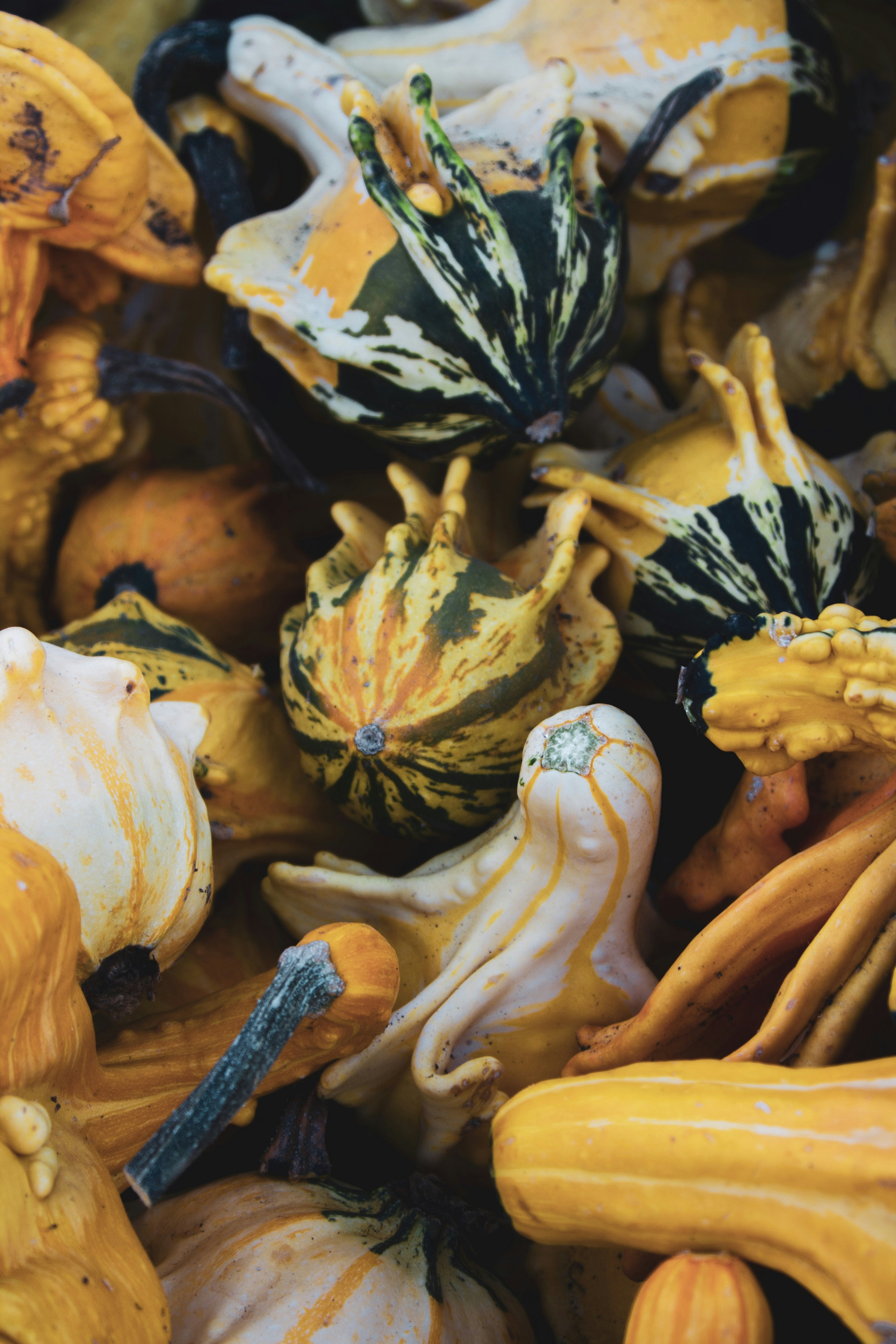 A bowl of creamy butternut squash soup garnished with fresh herbs