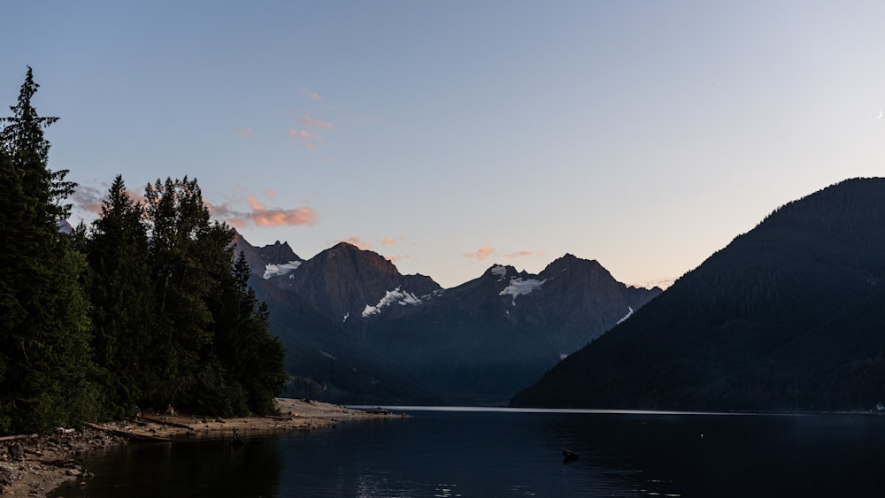 pine trees beside body of water