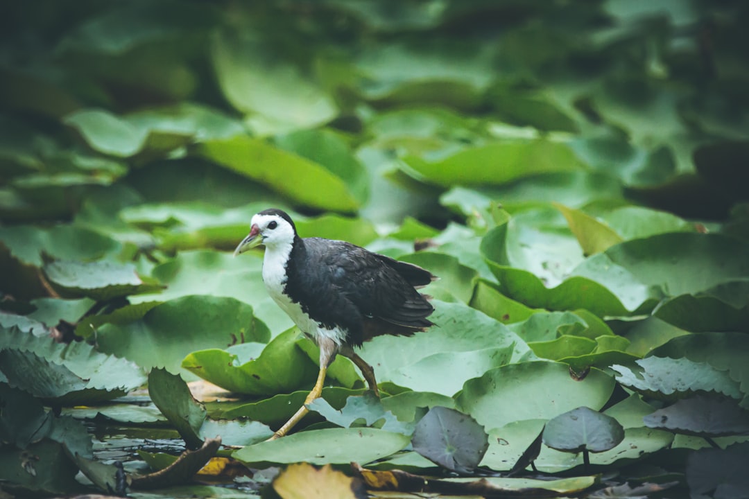 Wildlife photo spot Punitvan Ahmedabad