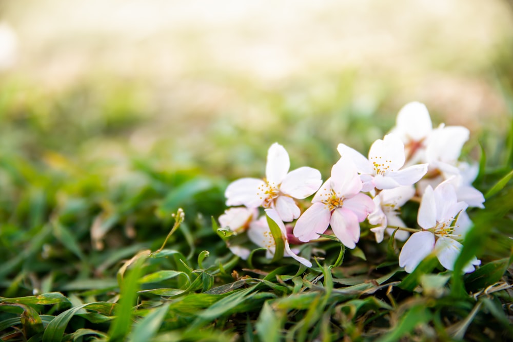 Weiße Blumen in voller Blüte