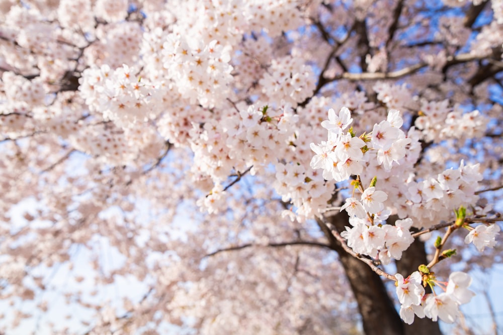 white cherry blossom