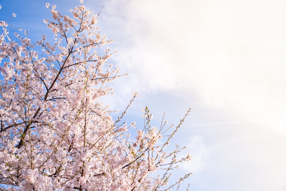 pink Cherry Blossoms