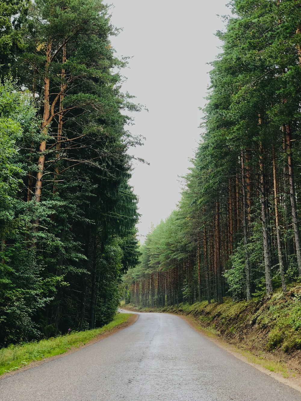 empty road between trees