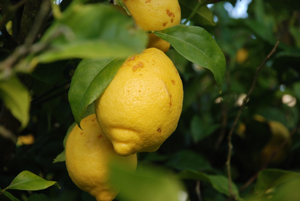 selective focus photo of citrus fruits