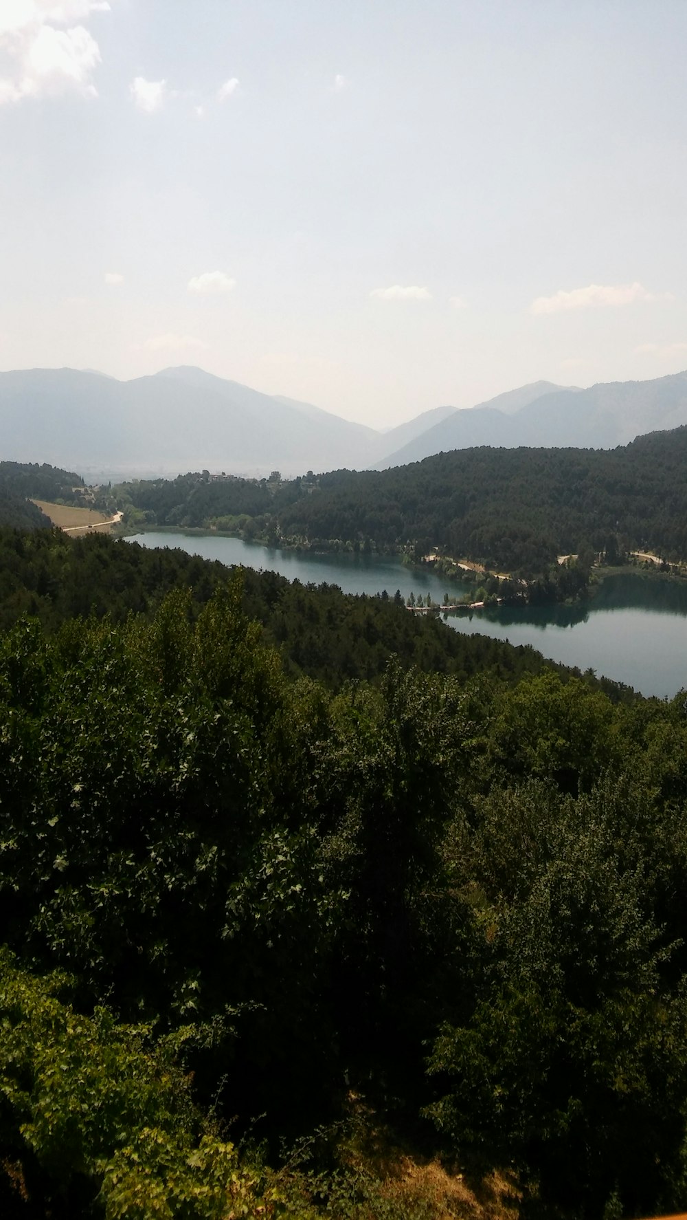 aerial photo of trees beside sea