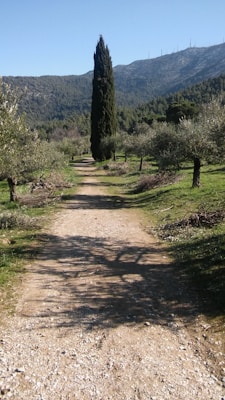 A narrow dirt path leads through a landscape of olive trees, with a tall, slender cypress tree standing prominently in the center. The background features a range of mountains under a clear blue sky, creating a serene and natural setting.