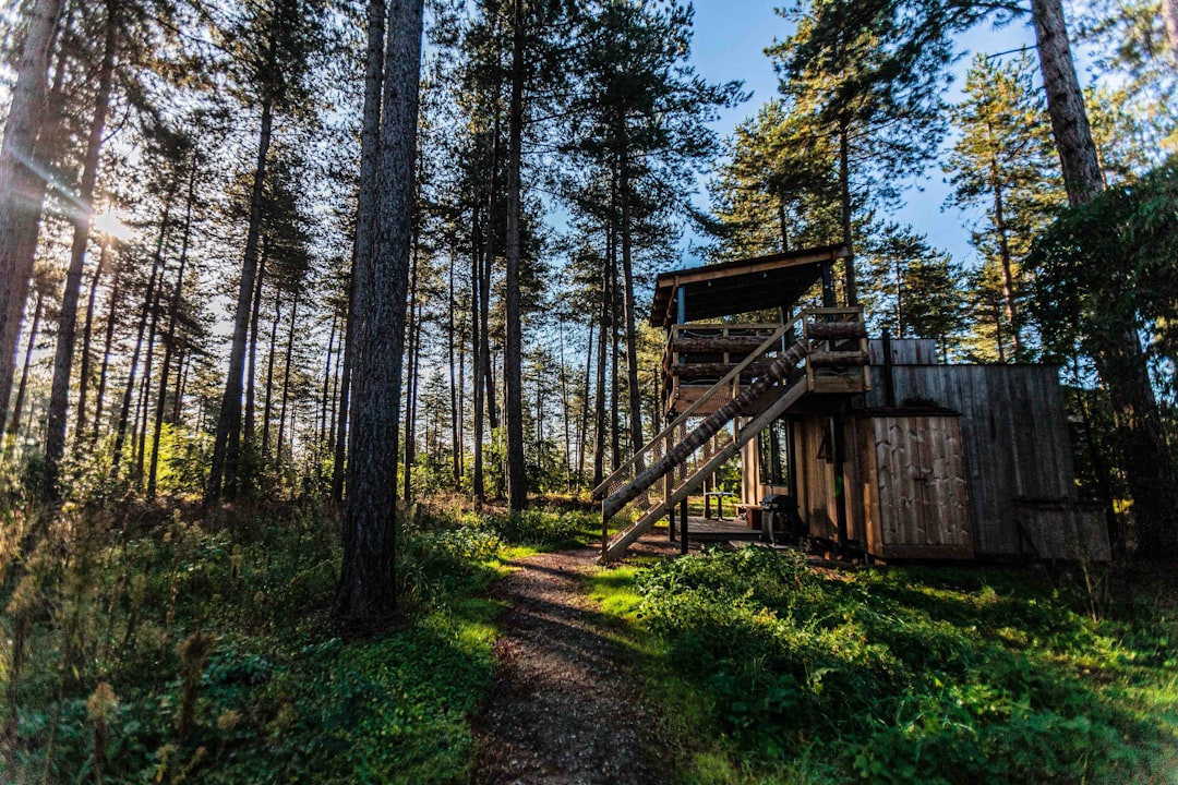 Les cabanes dans les arbres les plus originales : un abri atypique pour passer la nuit