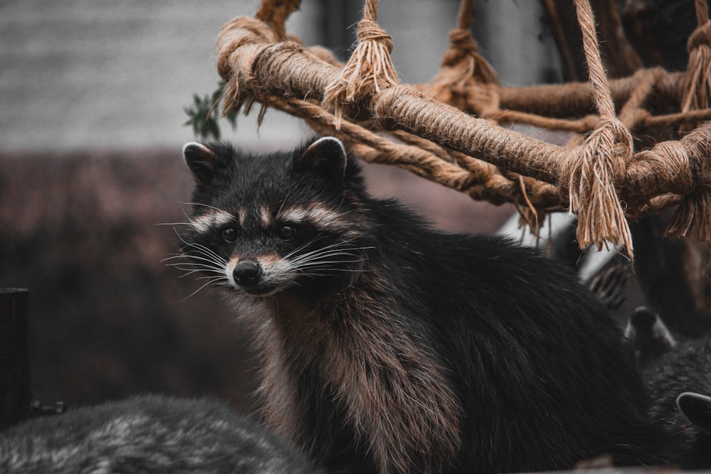 grayscale photo of fox