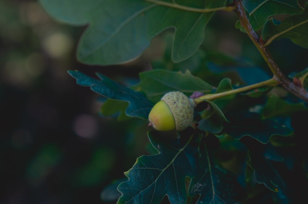 green plant and fruit