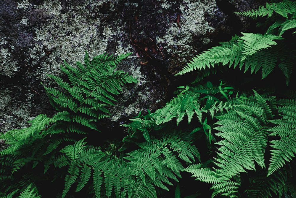 a close up of a plant near a rock