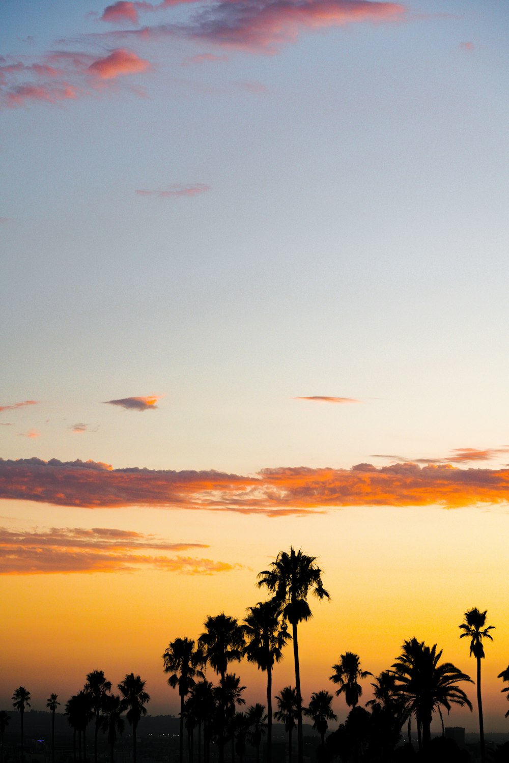 silhouette photography of coconut palm trees