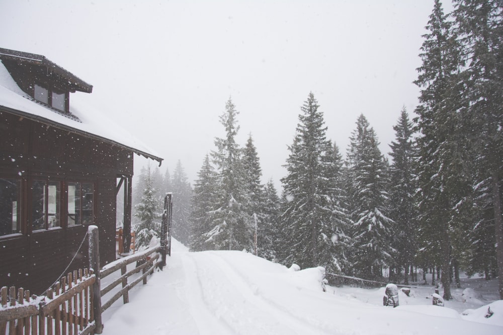 grayscale photo of house beside pine trees