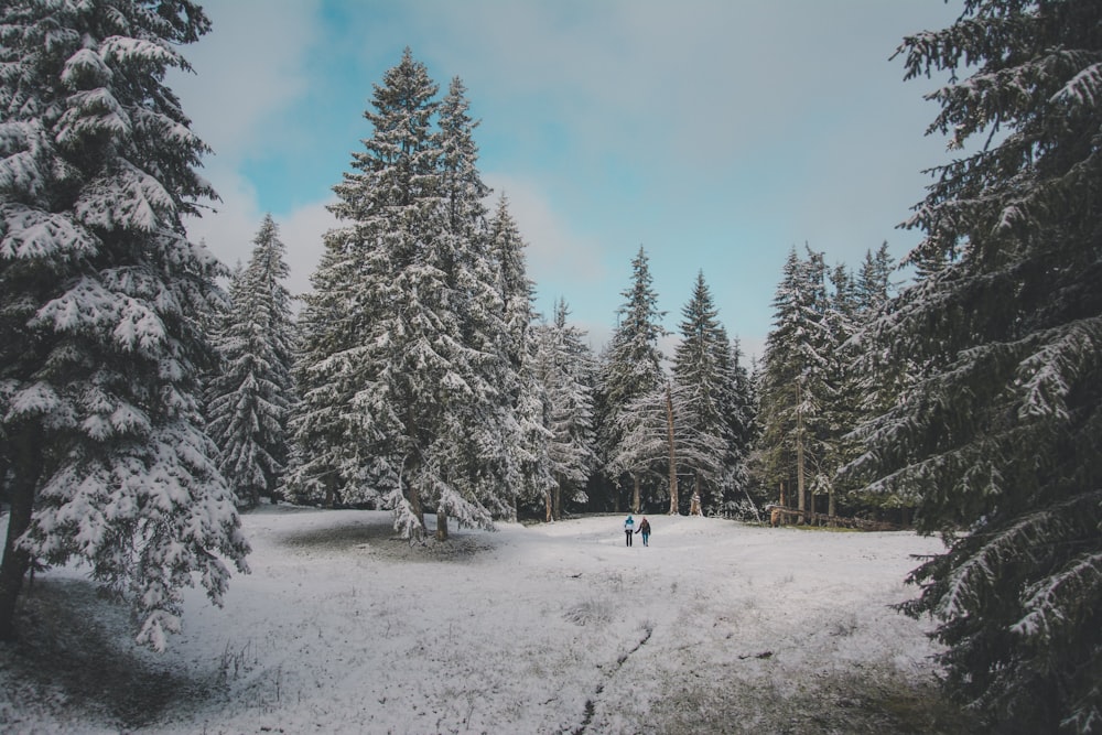 snow covered trees during daytim